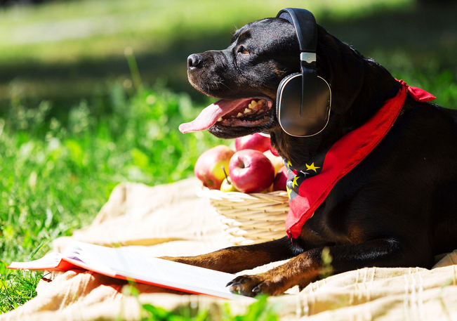 Do Pet Actually Make us happy?