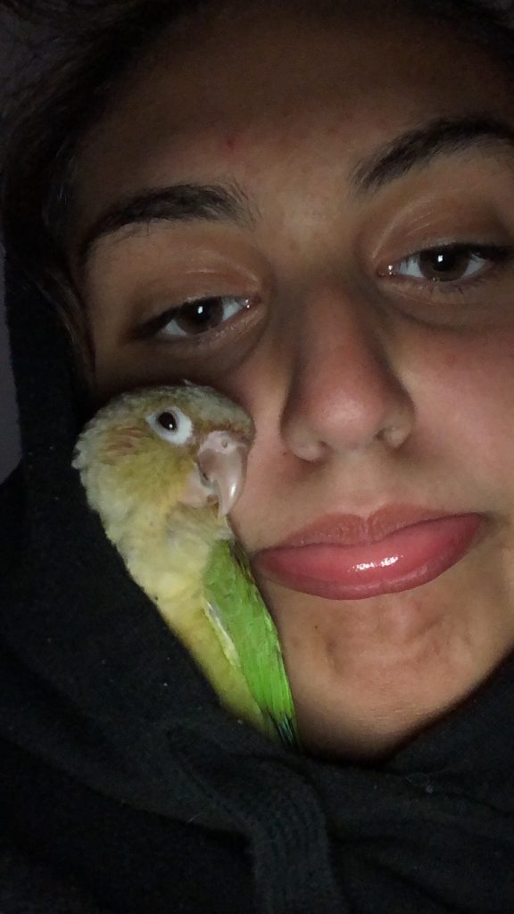 Emilia and George the Green Cheek Cinammon Coure