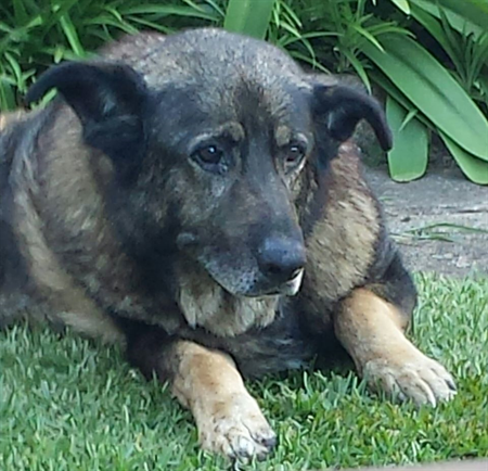 Pet Dedicated Peppi