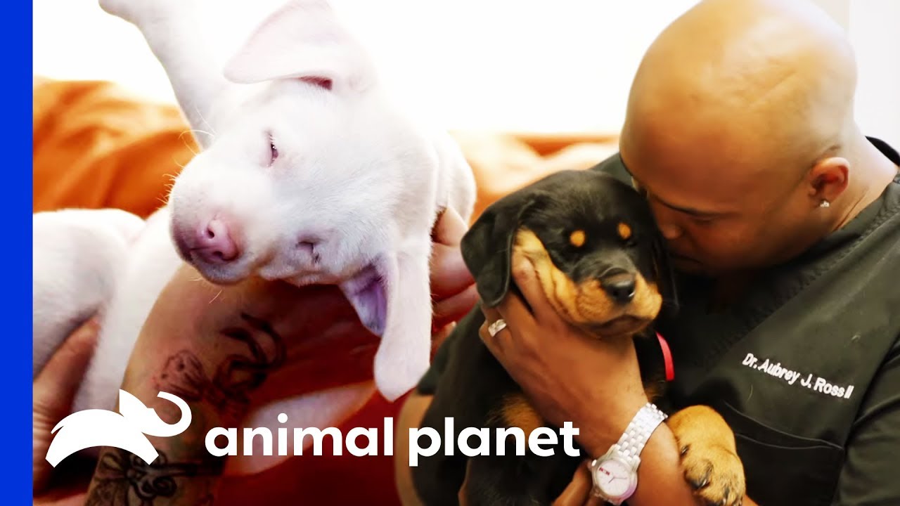 The Best of Dogs on Animal Pet Dedicated Pet Dedicated