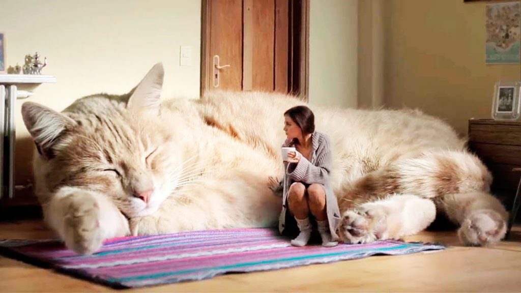 THE BIGGEST CATS In The World Pet Dedicated Pet Dedicated