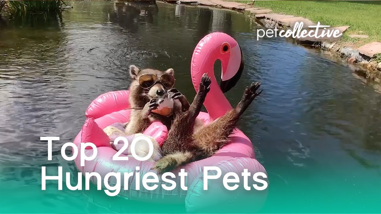 Best Pets of the Year Top 20 Hungriest Pets The Pet Collective Pet