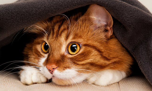 Top Vet On How To Transform The Lives Of Britain s Dogs And Cats With 