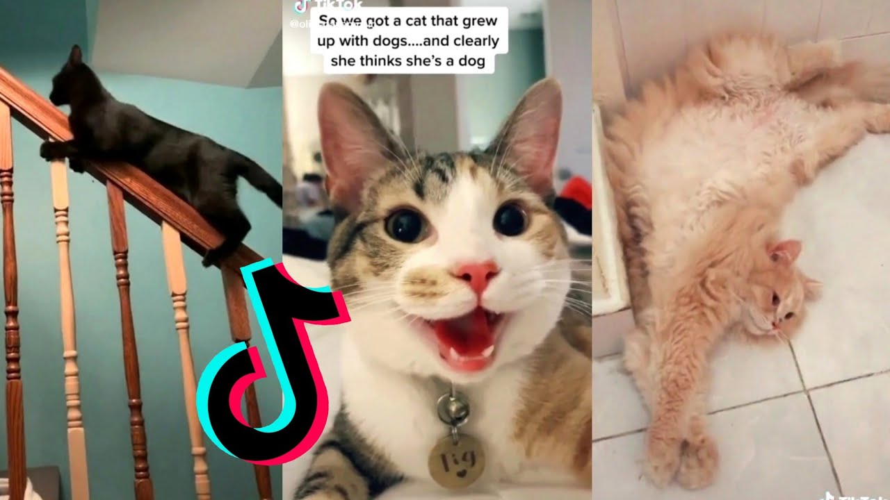 Cats being..CATS Tiktok Compilation! PART 5 Pet Dedicated Pet Dedicated